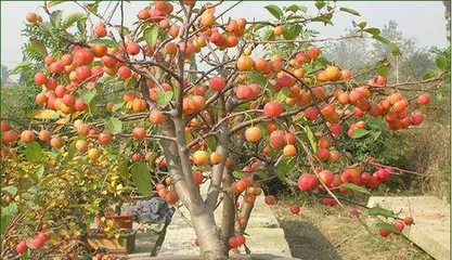 Potted Fruit Tree Pot Selection and Care Tips (Choosing the Right Pot for Healthier Fruit Tree Growth) 2