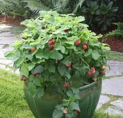 Potted Fruit Tree Pot Selection and Care Tips (Choosing the Right Pot for Healthier Fruit Tree Growth) 3