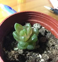 Planting and Care of Haworthia cooperi (Creating Plump and Translucent Haworthia cooperi) 1