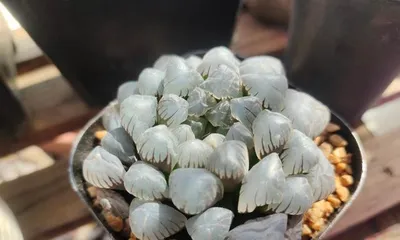 Planting and Care of Haworthia cooperi (Creating Plump and Translucent Haworthia cooperi) 2
