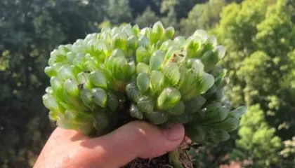 Planting and Care of Haworthia cooperi (Creating Plump and Translucent Haworthia cooperi) 3