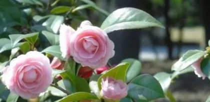 如何养护山茶花开出美丽的花朵（山茶花养护指南，让你成为花养护达人）1