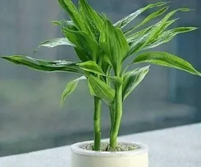 How to care for Lucky Bamboo to make it more prosperous? (Master the preferences and precautions of Lucky Bamboo and let your plant grow strong!) 1