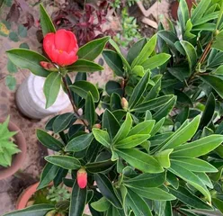 如何养护山茶花开出美丽的花朵（山茶花养护指南，让你成为花养护达人）2