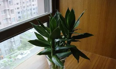 How to care for Lucky Bamboo to make it more prosperous? (Master the preferences and precautions of Lucky Bamboo and let your plant grow strong!) 2