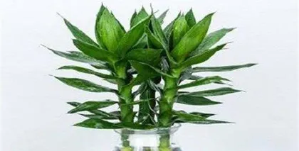 How to care for Lucky Bamboo to make it more prosperous? (Master the preferences and precautions of Lucky Bamboo and let your plant grow strong!) 3