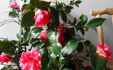 如何养护山茶花开出美丽的花朵（山茶花养护指南，让你成为花养护达人）3