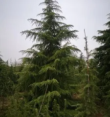 Cedar Care Tips (Step-by-Step Guide to Growing Healthier Cedars) 1