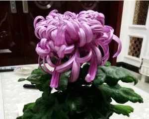 Cedar Care Tips (Step-by-Step Guide to Growing Healthier Cedars) 2