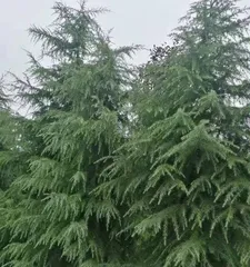 Cedar Care Tips (Step-by-Step Guide to Growing Healthier Cedars) 3