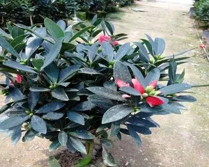 Camellia sasanqua 
