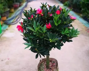Camellia sasanqua 
