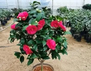 Camellia sasanqua 