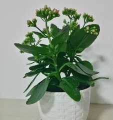 Watering Frequency for Potted Plant Care (How to Determine Watering Time and Frequency for Potted Plants) 1