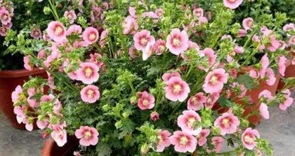 How to Help Hibiscus Syriacus Safely Overwinter? (Hibiscus Syriacus Winter Care Guide, Protection) 1