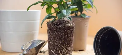 Watering Frequency for Potted Plant Care (How to Determine Watering Time and Frequency for Potted Plants) 2