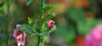 How to Help Hibiscus Syriacus Safely Overwinter? (Hibiscus Syriacus Winter Care Guide, Protection) 2