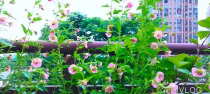 How to Help Hibiscus Syriacus Safely Overwinter? (Hibiscus Syriacus Winter Care Guide, Protection) 3