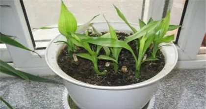 Watering Frequency for Potted Plant Care (How to Determine Watering Time and Frequency for Potted Plants) 3