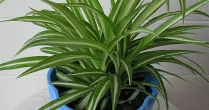 Secrets of Caring for Potted Spider Plants (Creating a More Lush Spider Plant Scenery) 1