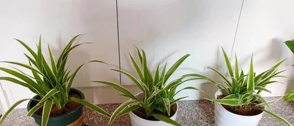 Secrets of Caring for Potted Spider Plants (Creating a More Lush Spider Plant Scenery) 2