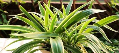 Secrets of Caring for Potted Spider Plants (Creating a More Lush Spider Plant Scenery) 3