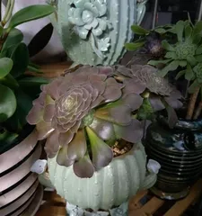 Jade Plant Repotting Methods and Care Notes (Step-by-step guide on how to repot a Jade Plant to make it grow stronger) 1