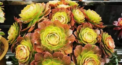 Jade Plant Repotting Methods and Care Notes (Step-by-step guide on how to repot a Jade Plant to make it grow stronger) 2