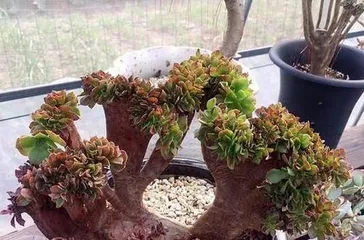 Jade Plant Repotting Methods and Care Notes (Step-by-step guide on how to repot a Jade Plant to make it grow stronger) 3