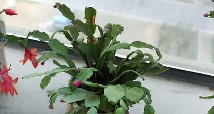 What to do if the Christmas cactus leaves are rotten? Teach you maintenance skills (save rotten leaves, let the Christmas cactus regain new life)1