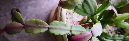 What to do if the Christmas cactus leaves are rotten? Teach you maintenance skills (save rotten leaves, let the Christmas cactus regain new life)2