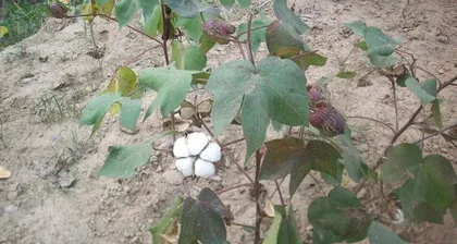 Exploring the Wonderful Shapes of Cotton Leaves (Diverse cotton leaves, similar to what plants?) 1