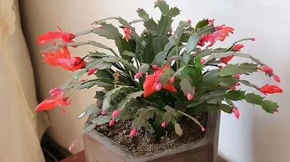 What to do if the Christmas cactus leaves are rotten? Teach you maintenance skills (save rotten leaves, let the Christmas cactus regain new life)3