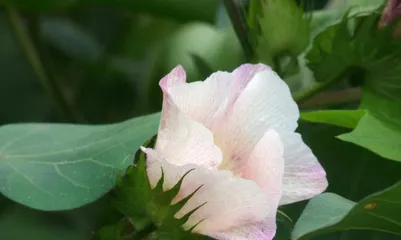 Exploring the Wonderful Shapes of Cotton Leaves (Diverse cotton leaves, similar to what plants?) 2