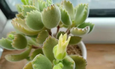 Cotyledon tomentosa 