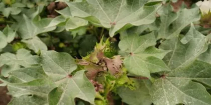 Exploring the Wonderful Shapes of Cotton Leaves (Diverse cotton leaves, similar to what plants?) 3