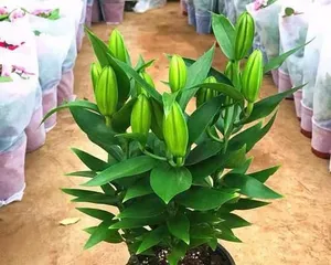 Guide to Caring for Potted Lilies (The Beauty and Care Techniques of Lilies) 1