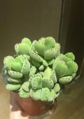 Cotyledon tomentosa 