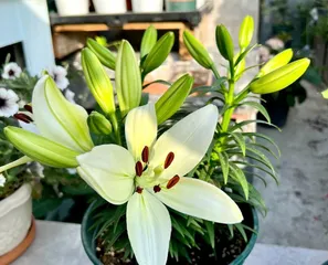 Guide to Caring for Potted Lilies (The Beauty and Care Techniques of Lilies) 2