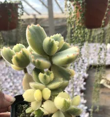 Cotyledon tomentosa 