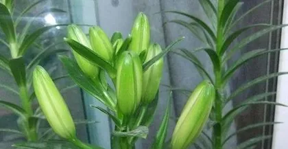 Guide to Caring for Potted Lilies (The Beauty and Care Techniques of Lilies) 3