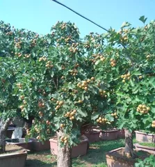 Methods and Techniques for Hawthorn Potting (Benefits and Care Methods for Hawthorn Potting) 1