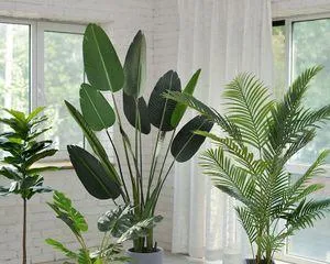 How to Care for Potted Banana Trees (From Sprouting to Maturity, These Details You Must Know!) 1