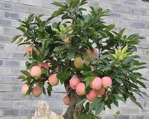 Methods and Techniques for Hawthorn Potting (Benefits and Care Methods for Hawthorn Potting) 2