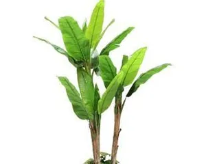 How to Care for Potted Banana Trees (From Sprouting to Maturity, These Details You Must Know!) 2