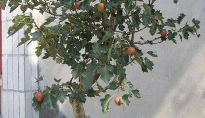 Methods and Techniques for Hawthorn Potting (Benefits and Care Methods for Hawthorn Potting) 3