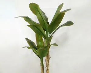 How to Care for Potted Banana Trees (From Sprouting to Maturity, These Details You Must Know!) 3