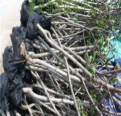 Feasibility Analysis of Hawthorn Tree Propagation by Cuttings (Exploring the Growth and Maintenance of Hawthorn Cuttings)1