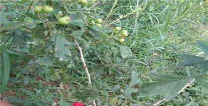 Feasibility Analysis of Hawthorn Tree Propagation by Cuttings (Exploring the Growth and Maintenance of Hawthorn Cuttings)2