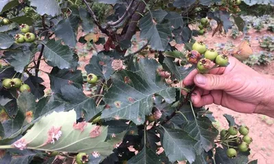 Feasibility Analysis of Hawthorn Tree Propagation by Cuttings (Exploring the Growth and Maintenance of Hawthorn Cuttings)3